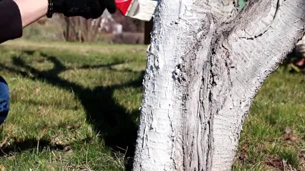 Colorir Tronco Uma Árvore Velha Com Tinta Branca Protetora — Vídeo de Stock