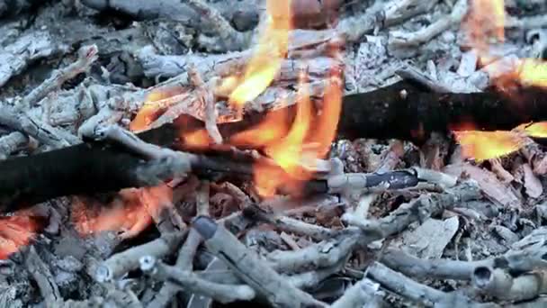 Fiamme Luminose Sui Rami Nel Fuoco Della Foresta — Video Stock