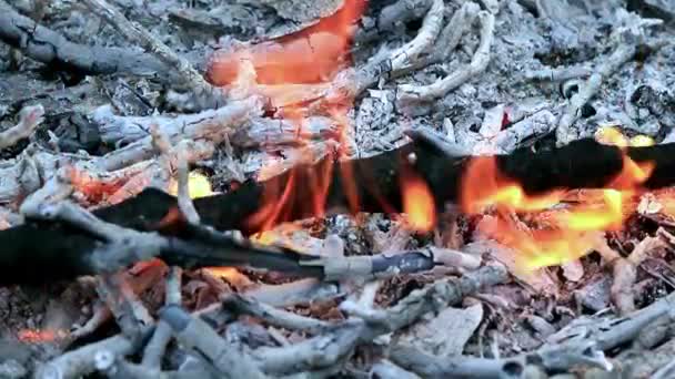 Яскраве Полум Гілках Лісовому Вогні — стокове відео
