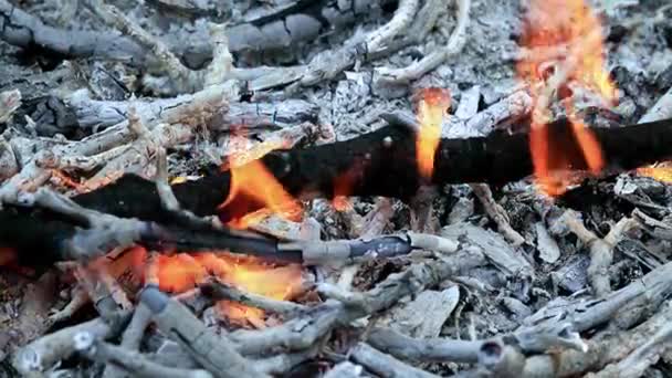 산불의 나뭇가지에 — 비디오