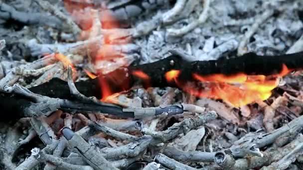 森林火災の枝に明るい炎 — ストック動画