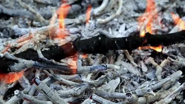 Fiamme Luminose Sui Rami Nel Fuoco Della Foresta — Video Stock