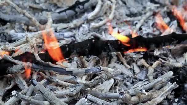 Chamas Brilhantes Nos Ramos Fogo Floresta — Vídeo de Stock