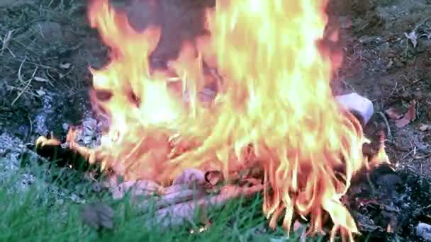 森林大火中树枝上的明火 — 图库视频影像