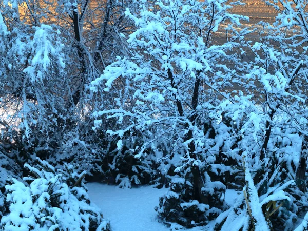 Schneebedeckte Stämme Und Äste Einem Kiefernpark — Stockfoto