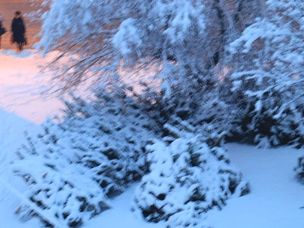 Pokryte Śniegiem Pnie Gałęzie Drzew Sosnowym Parku — Zdjęcie stockowe