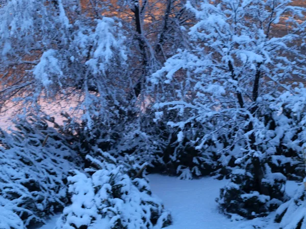 Schneebedeckte Stämme Und Äste Einem Kiefernpark — Stockfoto