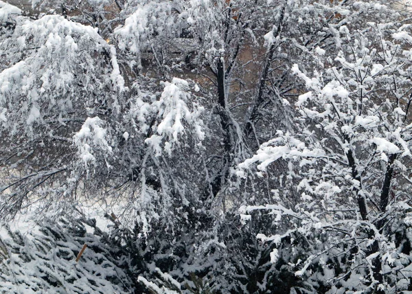 Pokryte Śniegiem Pnie Gałęzie Drzew Sosnowym Parku — Zdjęcie stockowe