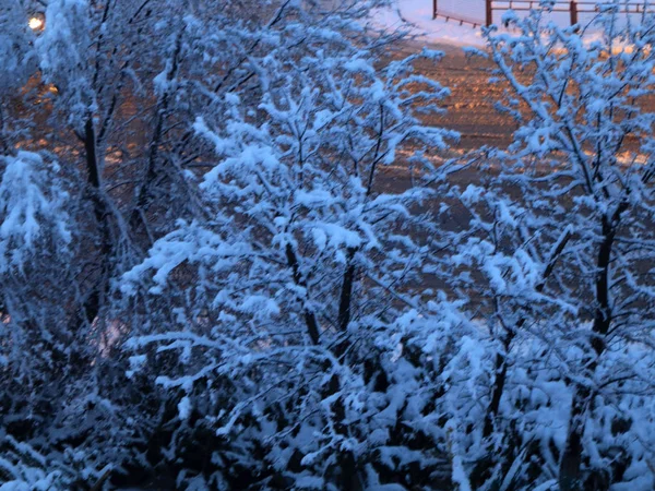 Troncs Recouverts Neige Branches Arbres Dans Parc Pins — Photo