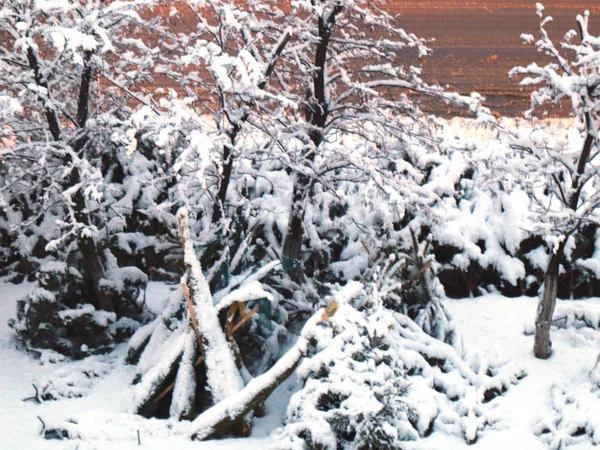 Schneebedeckte Stämme Und Äste Einem Kiefernpark — Stockfoto