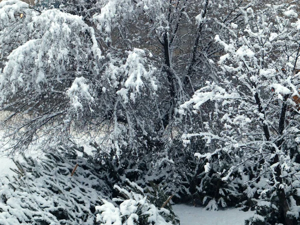 Pokryte Śniegiem Pnie Gałęzie Drzew Sosnowym Parku — Zdjęcie stockowe