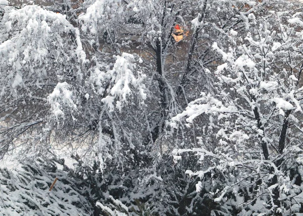 Pokryte Śniegiem Pnie Gałęzie Drzew Sosnowym Parku — Zdjęcie stockowe