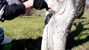 baharda bir bahçe ağacının haşere geçirmez boyama