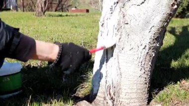 baharda bir bahçe ağacının haşere geçirmez boyama