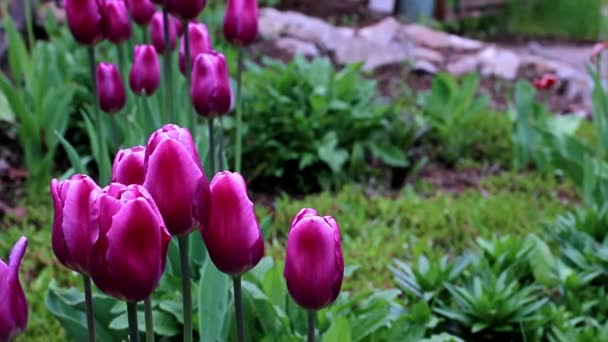 Delicadas Flores Moradas Tulipanes Como Decoración Del Parque — Vídeos de Stock