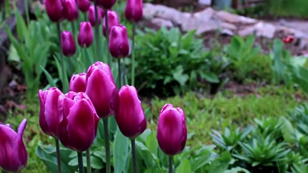 Delicadas Flores Moradas Tulipanes Como Decoración Del Parque — Vídeos de Stock