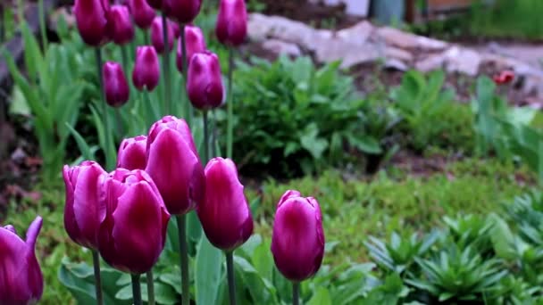 Delicadas Flores Moradas Tulipanes Como Decoración Del Parque — Vídeos de Stock