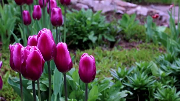 Ніжні Фіолетові Квіти Тюльпани Прикраса Парку — стокове відео