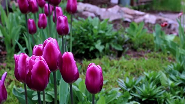 Delicadas Flores Moradas Tulipanes Como Decoración Del Parque — Vídeos de Stock