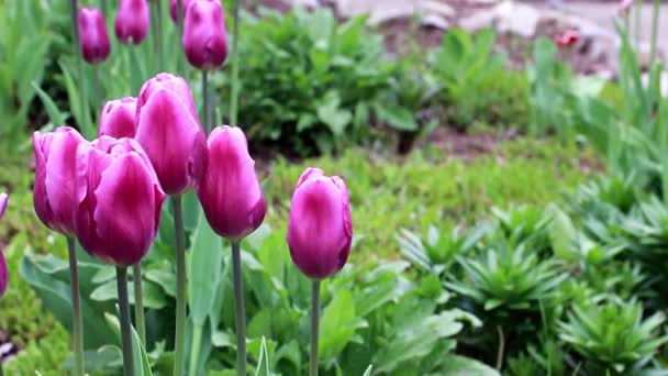 Delicadas Flores Moradas Tulipanes Como Decoración Del Parque — Vídeo de stock