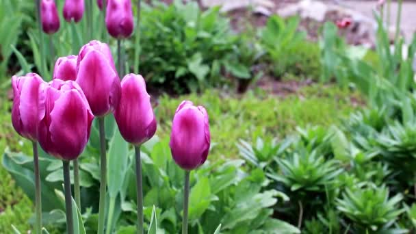 Нежные Фиолетовые Цветы Тюльпаны Украшение Парка — стоковое видео