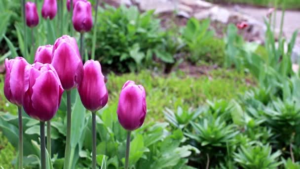 Delikatne Fioletowe Kwiaty Tulipany Jako Ozdoba Parku — Wideo stockowe