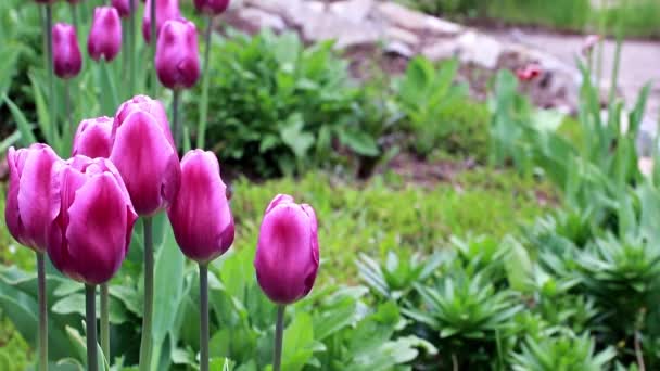 Delicadas Flores Moradas Tulipanes Como Decoración Del Parque — Vídeos de Stock