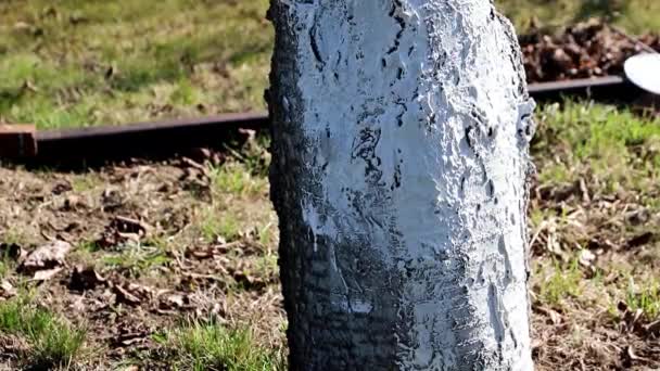 Odporne Szkodniki Malowanie Drzewa Ogrodowymi Wiosną — Wideo stockowe