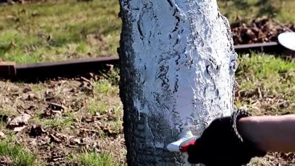 Pest Proof Schilderij Van Een Tuin Boom Het Voorjaar — Stockvideo