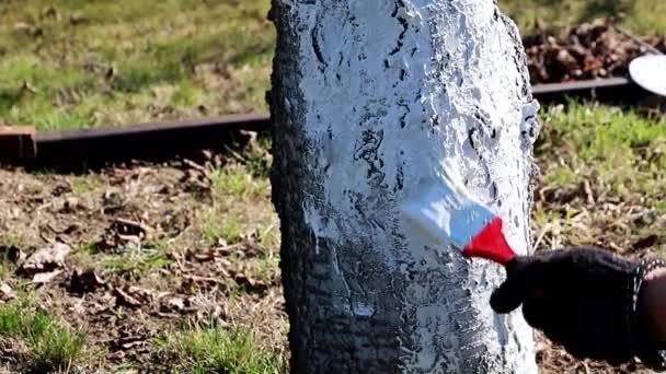 Baharda Bir Bahçe Ağacının Haşere Geçirmez Boyama — Stok video