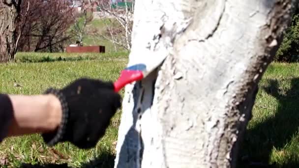 Schädlingsbekämpfung Eines Gartenbaums Frühling — Stockvideo