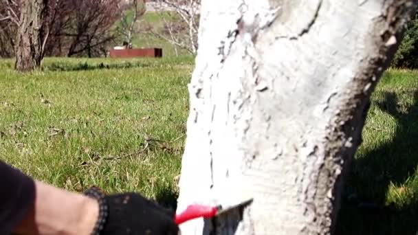 Шкідливе Фарбування Садового Дерева Навесні — стокове відео