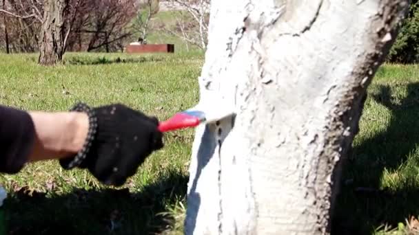 Schädlingsbekämpfung Eines Gartenbaums Frühling — Stockvideo