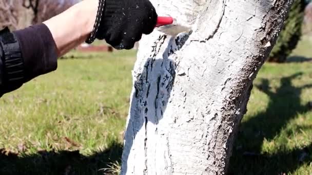 Pintura Prova Pragas Uma Árvore Jardim Primavera — Vídeo de Stock
