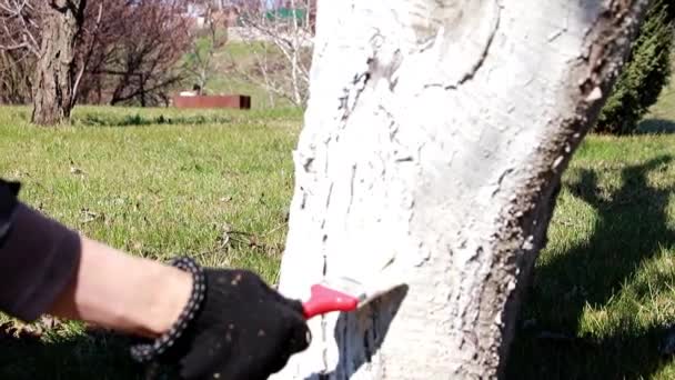 Pest Proof Painting Garden Tree Spring — Stock Video