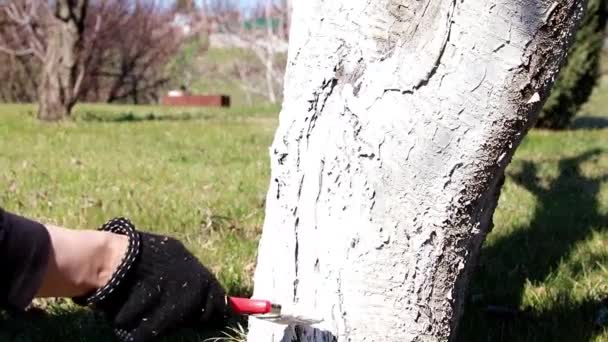 Шкідливе Фарбування Садового Дерева Навесні — стокове відео