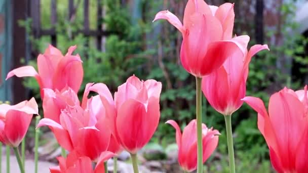 Beautiful Scarlet Flowers Tulips Garden Decoration — Stock Video