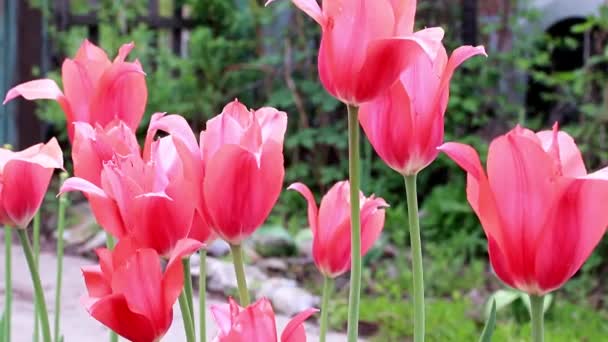 Schöne Scharlachrote Blumen Tulpen Als Gartendekoration — Stockvideo