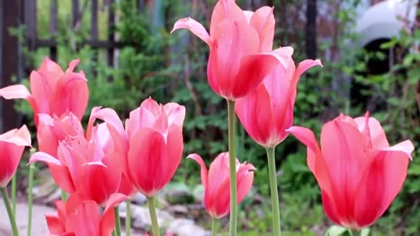 belles tulipes de fleurs écarlates comme décoration de jardin 