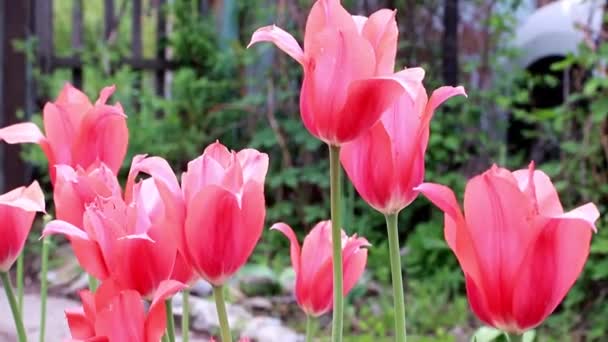 Hermosas Flores Escarlata Tulipanes Como Decoración Jardín — Vídeos de Stock