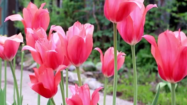 Beautiful Scarlet Flowers Tulips Garden Decoration — Stock Video