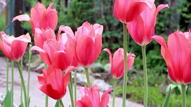 belles tulipes de fleurs écarlates comme décoration de jardin 