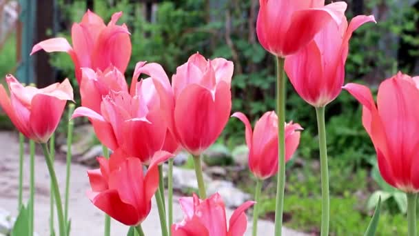 belles tulipes de fleurs écarlates comme décoration de jardin 
