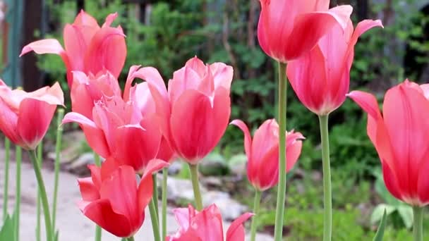 Beautiful Scarlet Flowers Tulips Garden Decoration — Stock Video