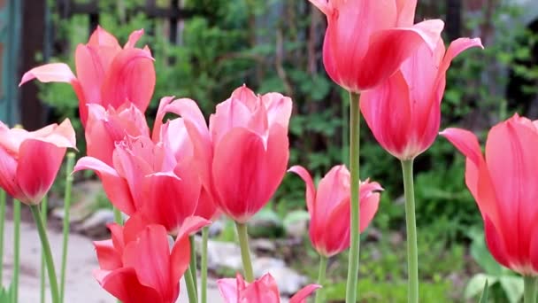 Beautiful Scarlet Flowers Tulips Garden Decoration — Stock Video