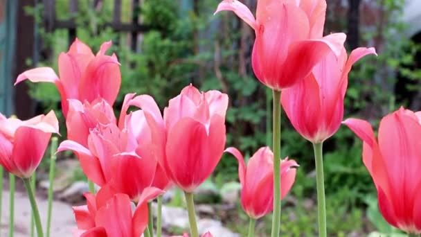 Bahçe Dekorasyonu Gibi Güzel Kızıl Çiçekler Laleler — Stok video