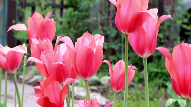 Mooie Scharlaken Bloemen Tulpen Als Tuin Decoratie — Stockvideo