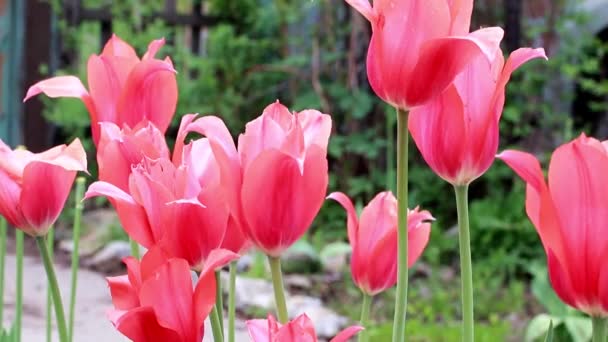 Belas Flores Escarlate Tulipas Como Decoração Jardim — Vídeo de Stock