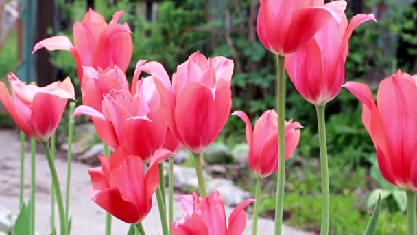 Piękne Tulipany Kwiaty Szkarłatne Jak Dekoracja Ogrodu — Wideo stockowe