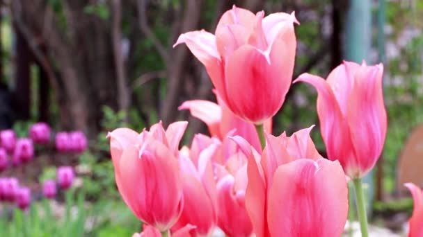 Hermosas Flores Escarlata Tulipanes Como Decoración Jardín — Vídeo de stock